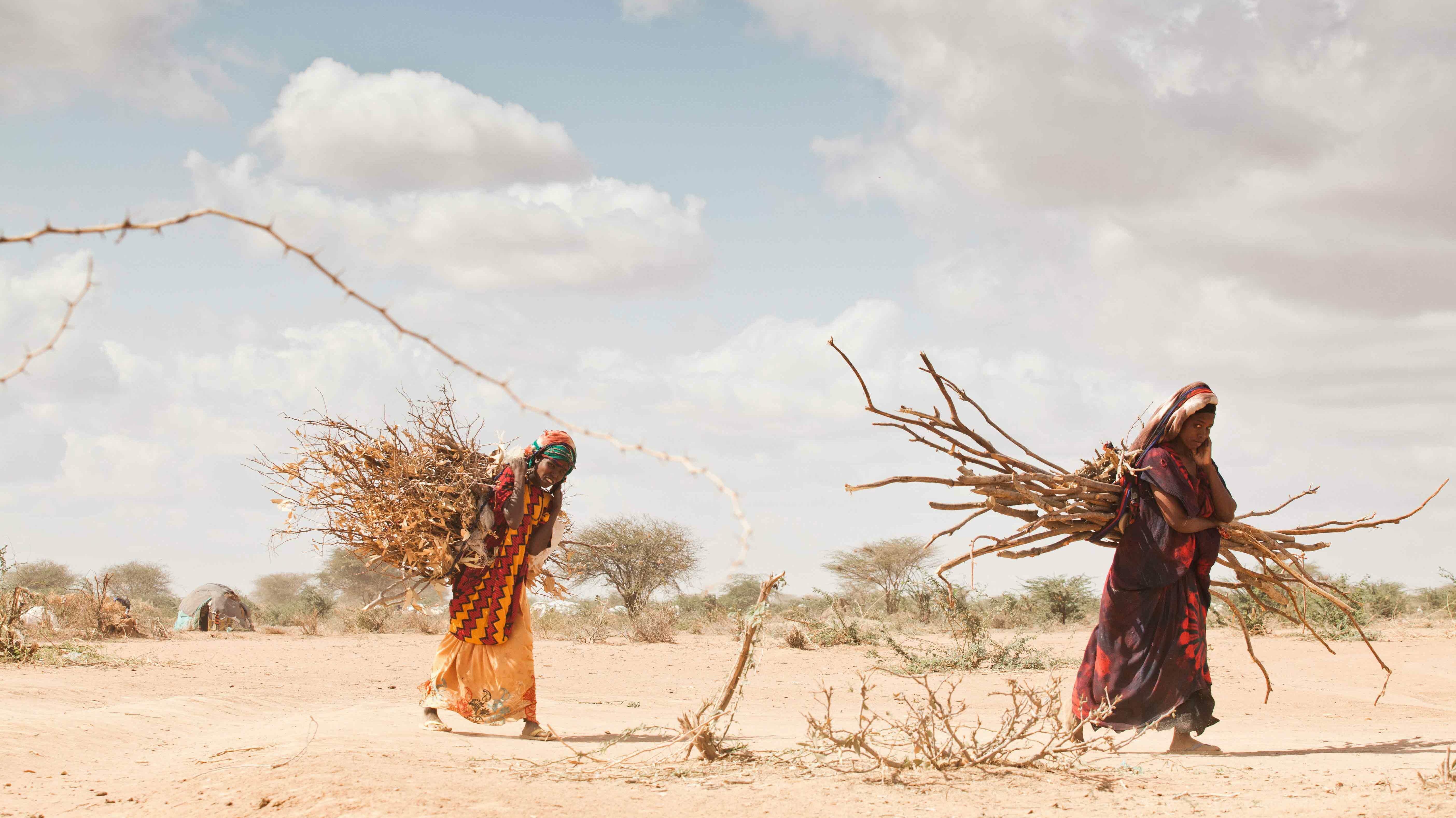 Frauen sammeln Holz in Savanne