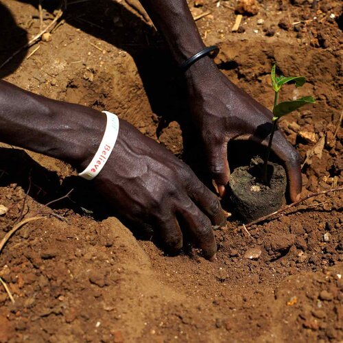 Hände graben in Erde