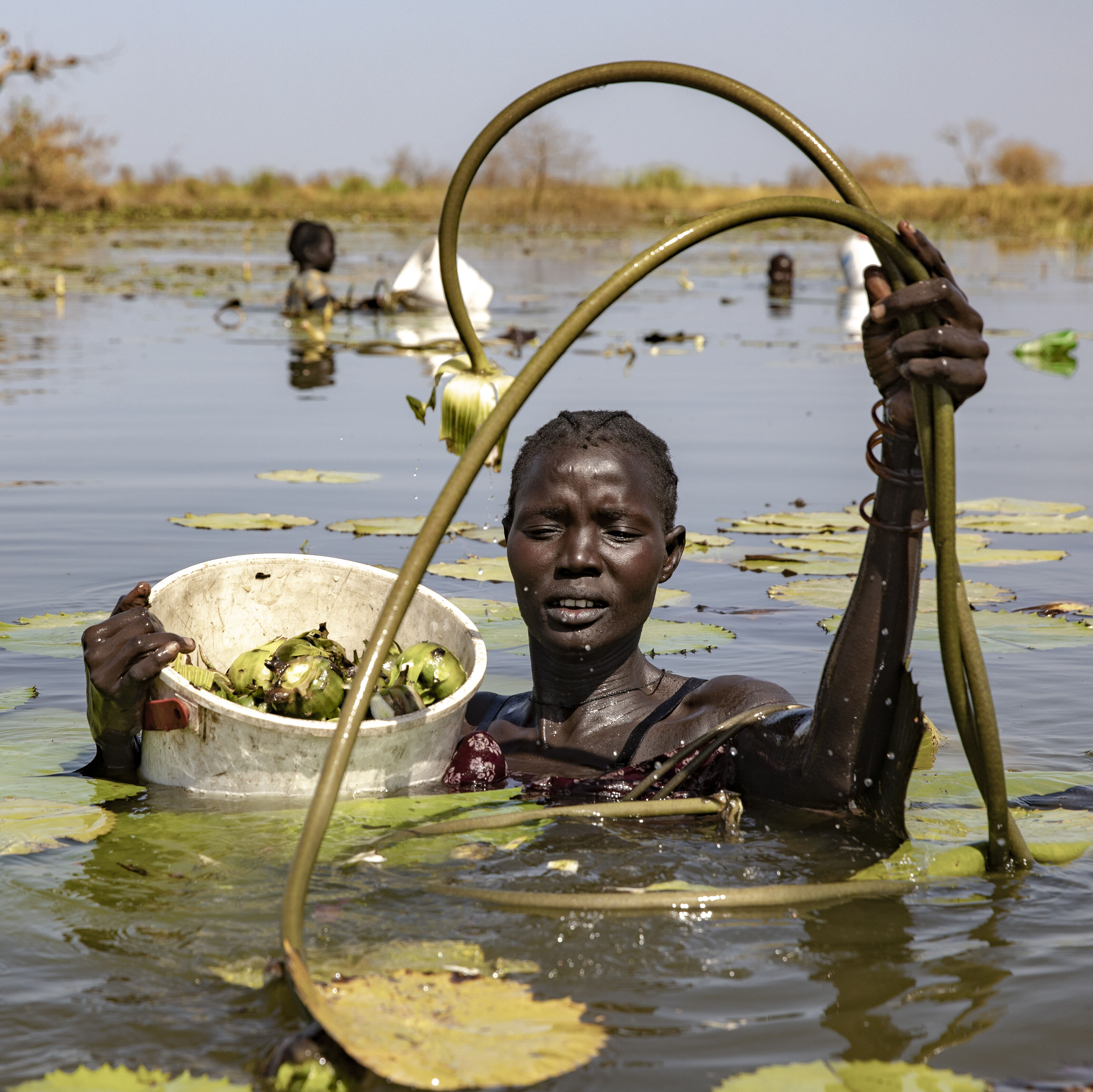 Eine Frau watet durch Wasser, welches ihr bis zur Brust reicht, und sammelt schilf