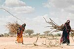 Wüste Frauen tragen Holz, Klimawandel 