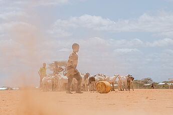 Viehzüchter leiden unter der Dürre