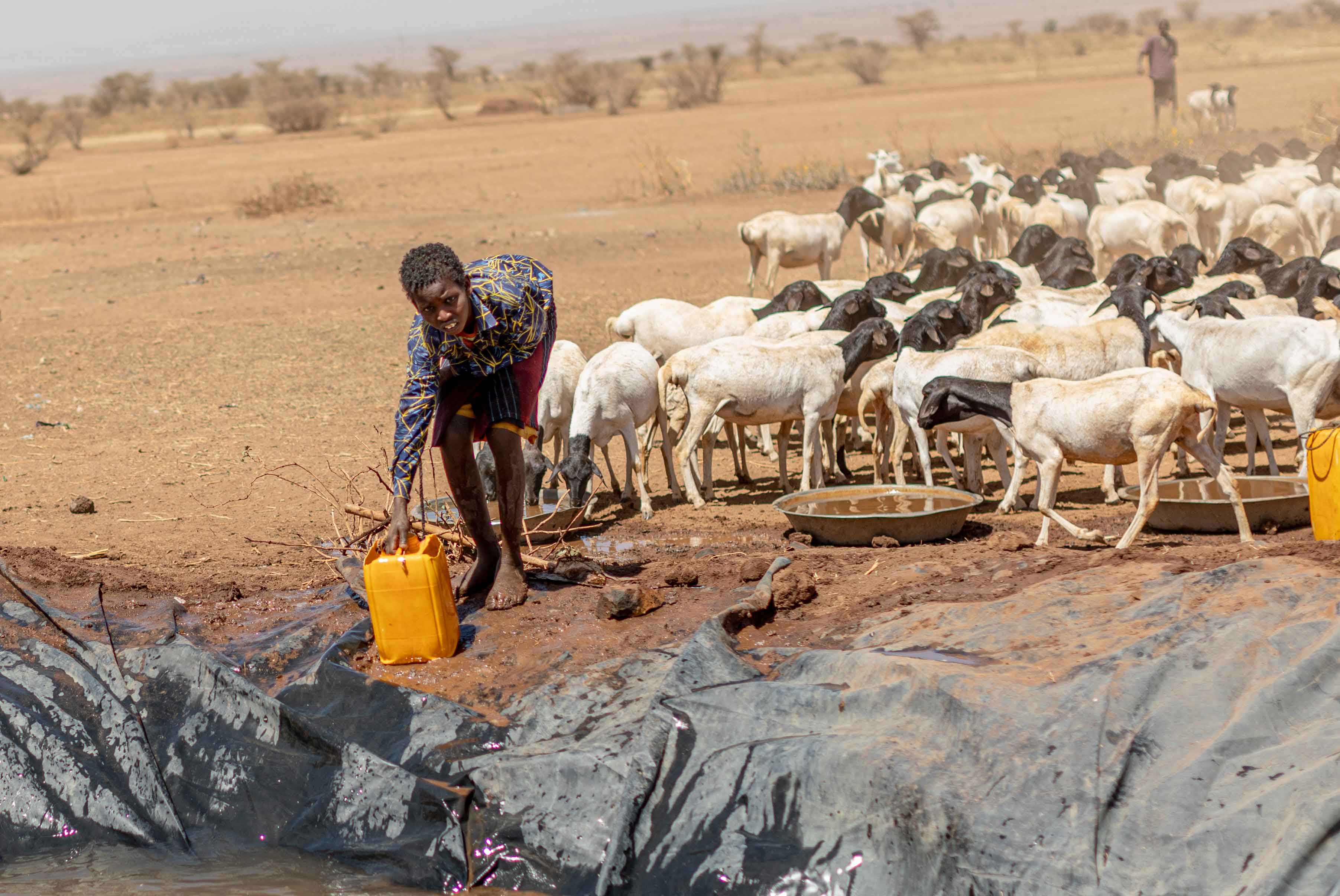Ein Junge schöpft mit einem Kanister Wasser aus einer Grube, hinter ihm steht eine abgemagerte Herde Ziegen.